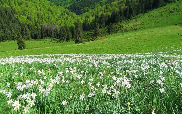 Dumbrava Vadului