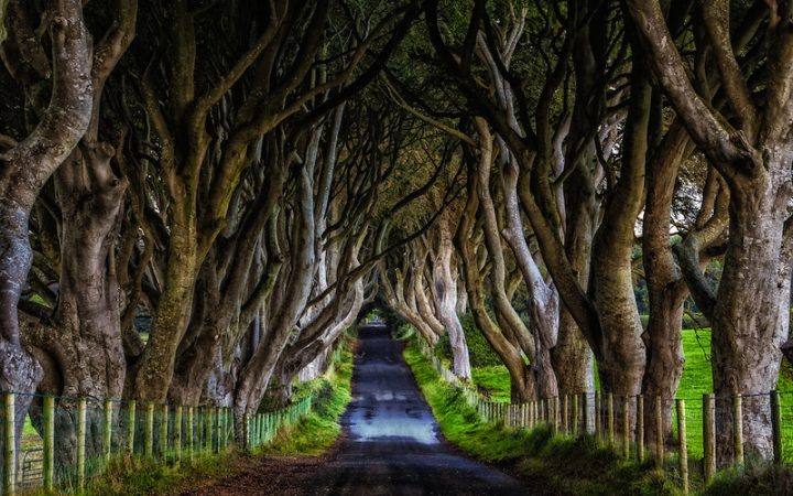 Padurea Dark Hedges, locul bantuit de Doamna Gri