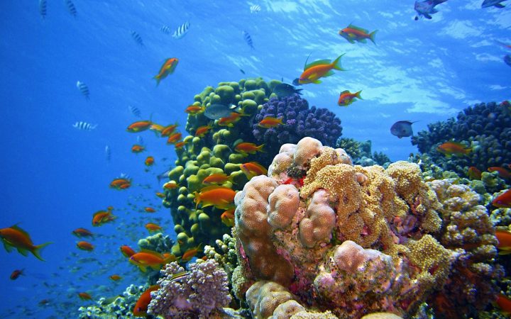 Hurghada si Sharm el Sheikh