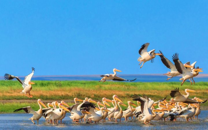 Delta Dunarii – perla României