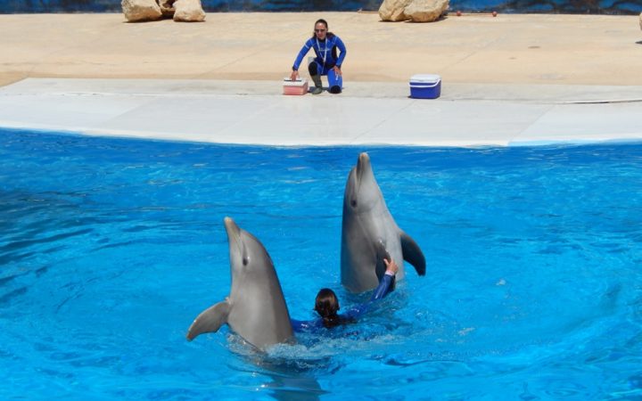 Înot cu delfinii în Mediterraneo Marine Park