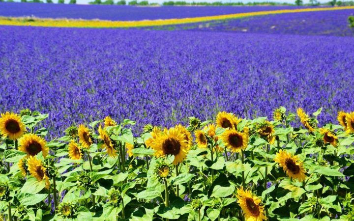 Provence, Franța