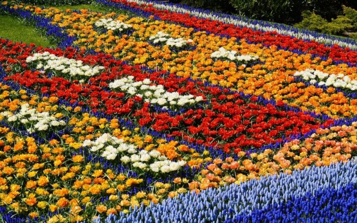 Flori, fete sau băieți. Regiuni înmiresmate și paradisuri florale. Haarlem și Keukenhof, Olanda