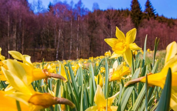 Poiana Narciselor, Făgăraș
