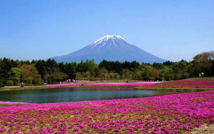 Paradisuri florale. Înflorirea cireșilor, Japonia