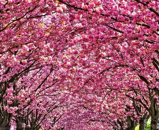 Paradisuri florale. Înflorirea cireșilor, Japonia