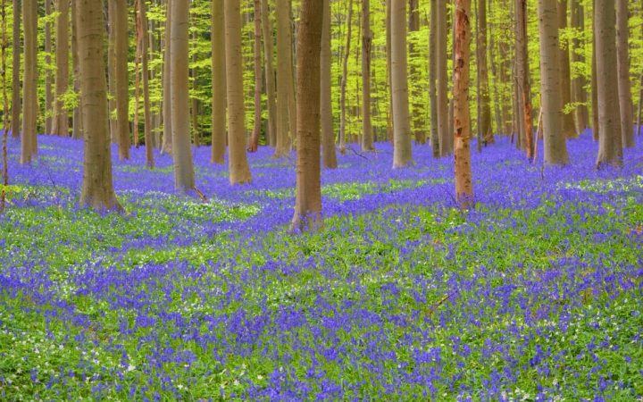 Pădurea Hallerbos, Belgia