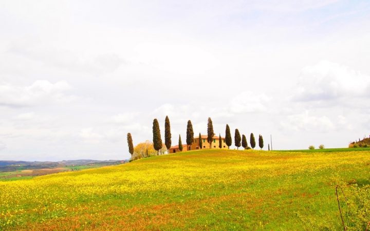 Câmpuri de floarea soarelui, Italia