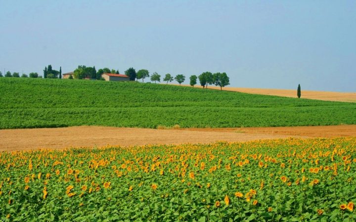 Câmpuri de floarea soarelui, Italia