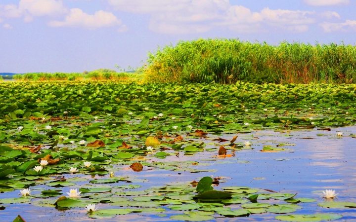 Lacurile cu nuferi și lotuși, Delta Dunării