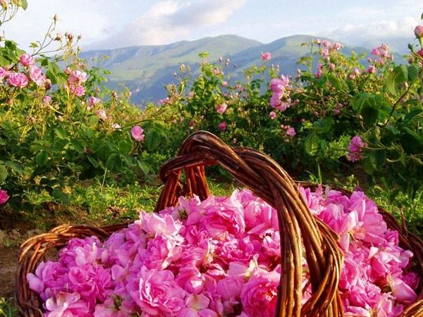 Valea Trandafirilor, Bulgaria