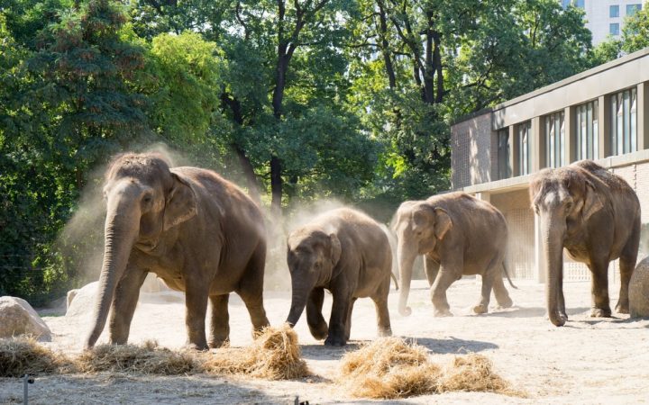 Grădina Zoologică din Berlin