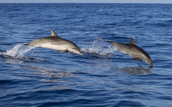 Terapie cu delfini. Madeira