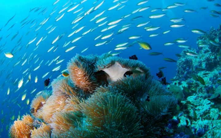 10 călătorii de legendă. Practică scuba diving în cele mai clare ape – Seychelles