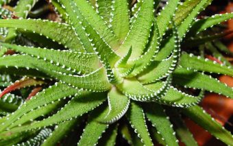 Aloe Vera – remediul tau natural din ghiveci