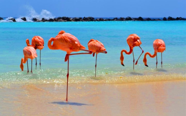 Decembrie exotic. La plajă alături de păsările flamingo în Aruba