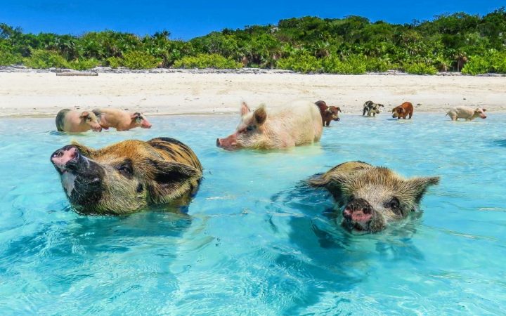 Înoată cu porcușorii – Bahamas