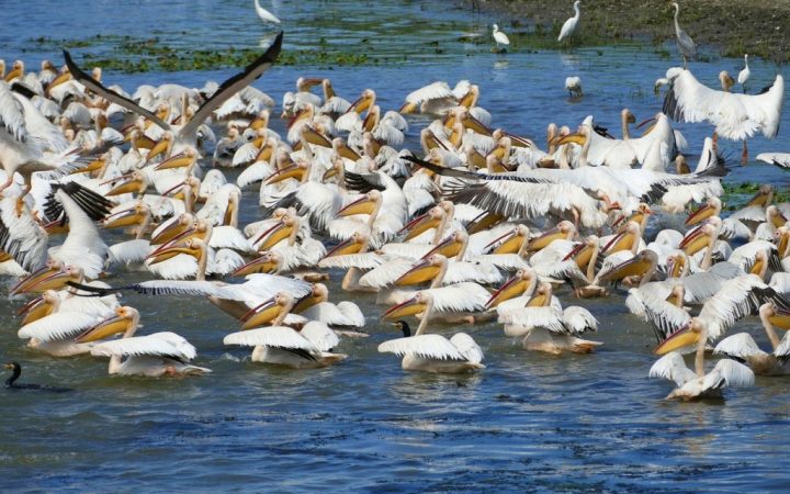 Fă o sesiune de birdwatching – Delta Dunării