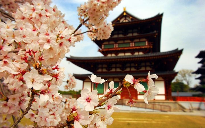 Aprilie. Japonia cireșilor în floare