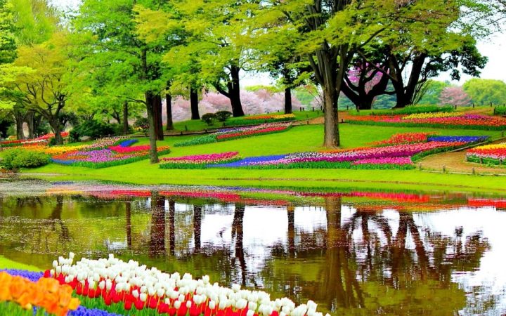 Mii și milioane de flori în Keukenhof - cea mai mare grădină de primăvară