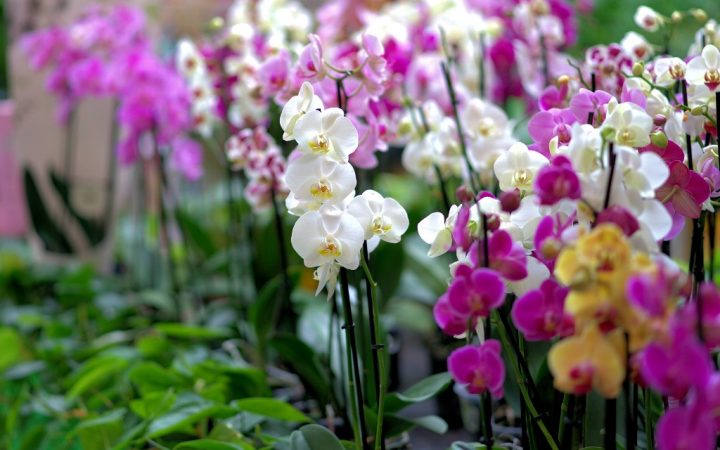 Orașul Florilor, Harlem