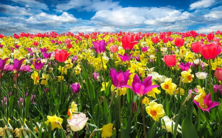 Tulip Mania