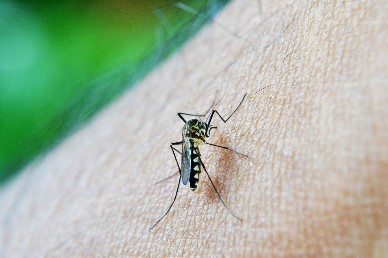Protejarea pielii de insecte este necesară pentru a evita mici sau mari neplăceri.