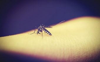 Protejarea copilului de țânțari. Ce măsuri să iei?