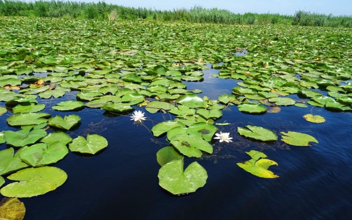 Delta Dunării
