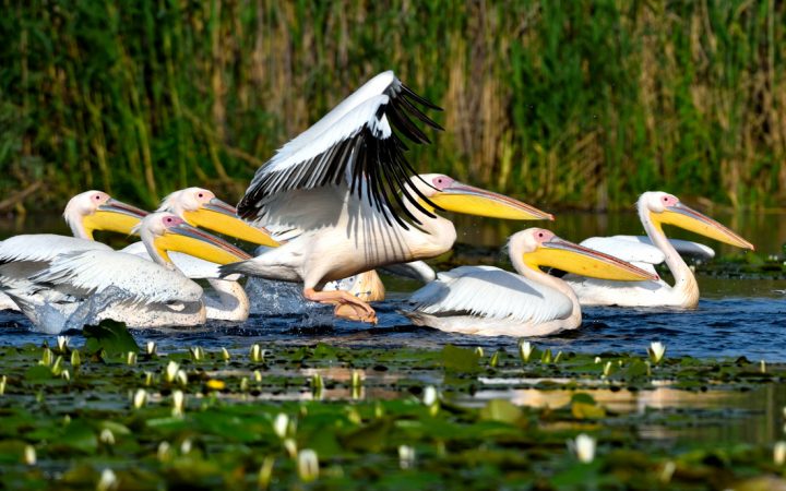 Vacanța de Sfânta Maria în Delta Dunării