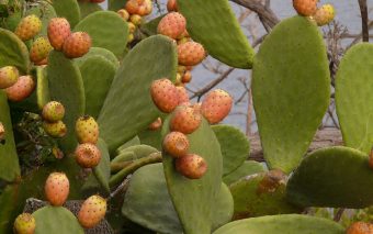 Beneficiile uleiului din semințe de cactus. Un elixir al frumuseții