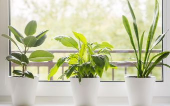10 plante care purifică aerul din cameră