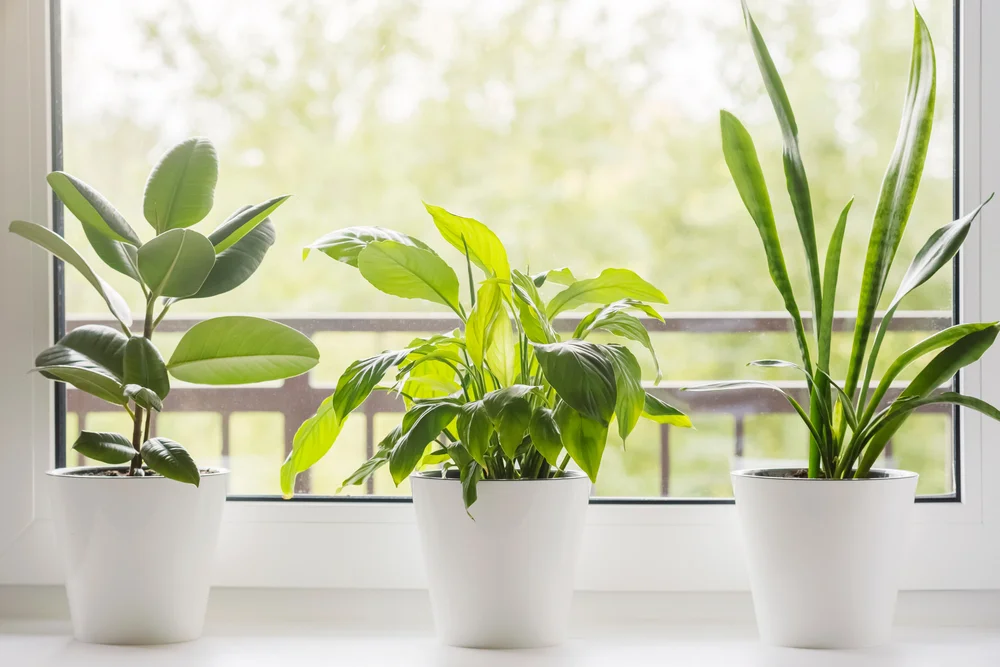 10 plante care purifică aerul din cameră