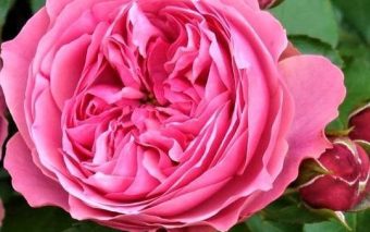 Top 10 trandafiri numiți după persoane celebre
