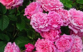 Trandafirii se numără printre cele mai populare flori în Franța și sunt un element de bază în cultura franceză