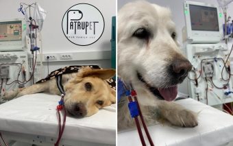Povestea lui Lord, cățelul salvat de clinica veterinară Patrupet. O incursiune despre oameni și animăluțe fericite care l-au întâlnit pe Dr. Bogdan Alexandru Vițălaru