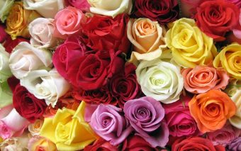 Trandafirii - Mesagerii colorați ai sentimentelor la zilele de naștere