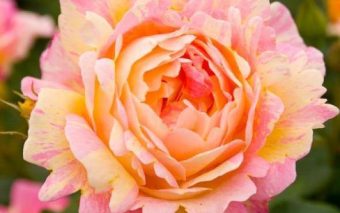 8 beneficii și utilizări uimitoare ale petalelor de trandafir