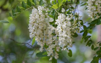 Florile de salcâm: proprietăți medicinale
