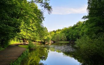 Detox digital în mijlocul pădurilor