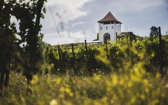 Villa Vinèa celebrează culesul strugurilor printr-un eveniment-simbol: „De la rouă la răsfăț – Culese alese din vie”