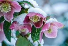 10 plante pentru un Crăciun verde. Ce plante să oferi pentru un Crăciun eco-friendly?