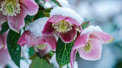10 plante pentru un Crăciun verde. Ce plante să oferi pentru un Crăciun eco-friendly?