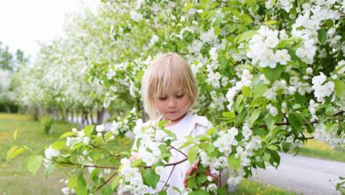 Alergii: de ce s-a prelungit sezonul de polen și ce factori îl influențează