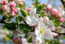Cele mai frumoase flori de Paște. Iată ce poți oferi în dar!