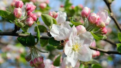 Cele mai frumoase flori de Paște. Iată ce poți oferi în dar!