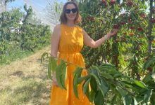 Secretul din spatele unei livezi de cireșe bio:  de la sol viu la agricultură regenerativă