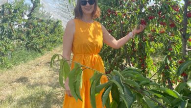 Secretul din spatele unei livezi de cireșe bio:  de la sol viu la agricultură regenerativă
