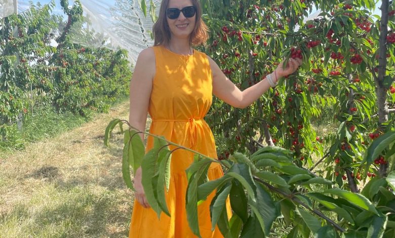 Secretul din spatele unei livezi de cireșe bio:  de la sol viu la agricultură regenerativă