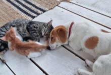 Purina Pet School: programul care formează o nouă generație de copii responsabili și iubitori de animale.